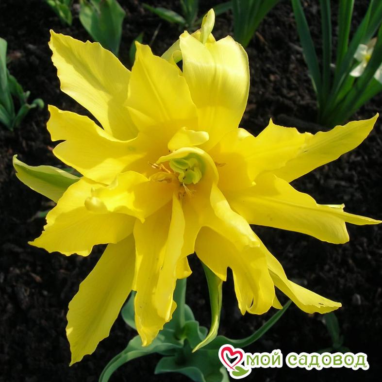 Тюльпан лилиецветный Монте Спайдер