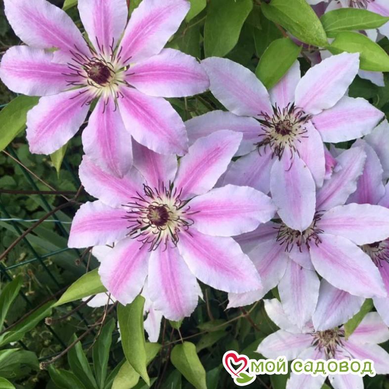 Клематис Дебютант ЗКС