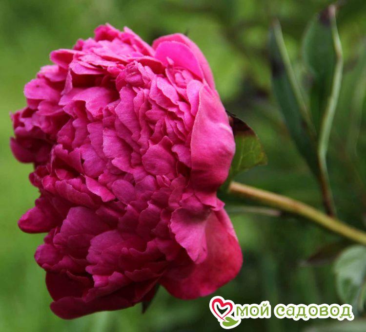 Пион травянистый Феликс Круз