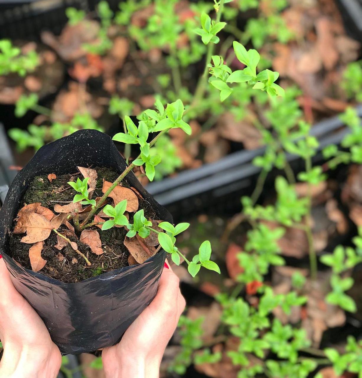 Голубика Торо